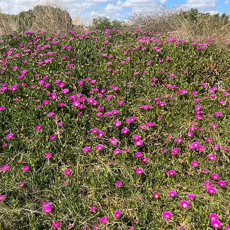 Saint Park Downstairs Lägenhet Orihuela